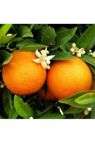 TAŞKAR PEYZAJ Portakal Fidanı ( Aşılı ) - Tüplü - 100 130cmportakal Fidanı ürün görseli