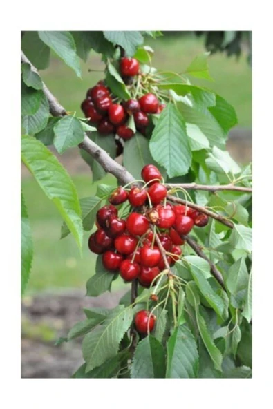 TAŞKAR PEYZAJ Early Burlat Kiraz Fidanı Aşılı - Tüplü ( 2 Yaş \ 80-100 Cm ) ürün görseli