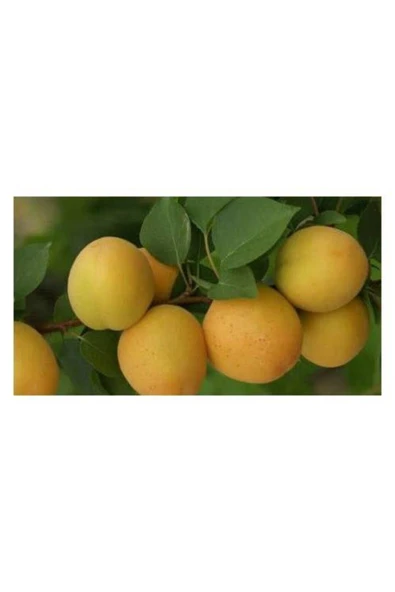 TAŞKAR PEYZAJ Iğdır (ŞALAK) Kayısı Fidanı Aşılı ( 2 Yaş \ Tüplü \ 80-100 Cm ) ürün görseli