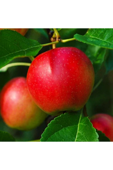TAŞKAR PEYZAJ Summer Red Elma Fidanı Aşılı ( 2 Yaş \ Açık Köklü\ 80-100 Cm ) ürün görseli