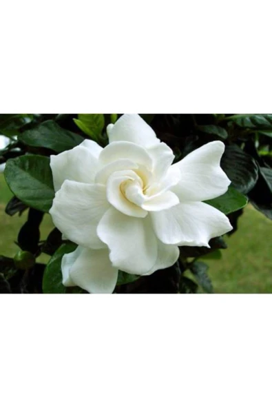 TAŞKAR PEYZAJ Gardenya ( Kokulu ) Parfüm Çiçeği Fidanı ( Tüplü )