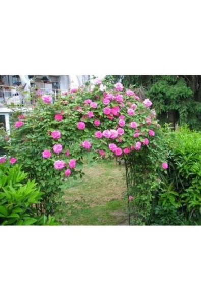 TAŞKAR PEYZAJ Isparta Kokulu Sarmaşık Gül Fidanı (yediveren - Tüplü) ürün görseli