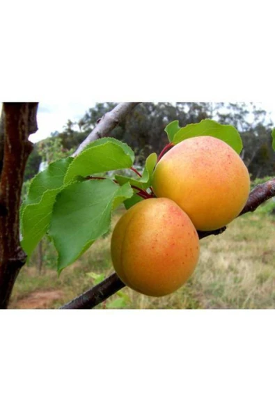 TAŞKAR PEYZAJ Şekerpare Reçellik Kayısı Fidanı Aşılı ( 2 Yaş \ Tüplü \ 80-100 Cm ) ürün görseli