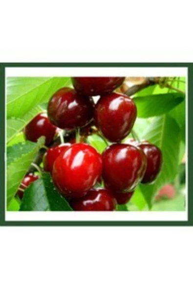 TAŞKAR PEYZAJ Napolyon Ziraat 900 Kiraz Fidanı Aşılı ( 2 Yaş \ Tüplü \ 80-100 Cm ) ürün görseli