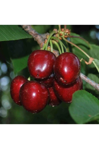 TAŞKAR PEYZAJ Noble Kiraz Fidanı Aşılı ( Tüplü - 2 Yaş \ 80-100 Cm ) ürün görseli 1