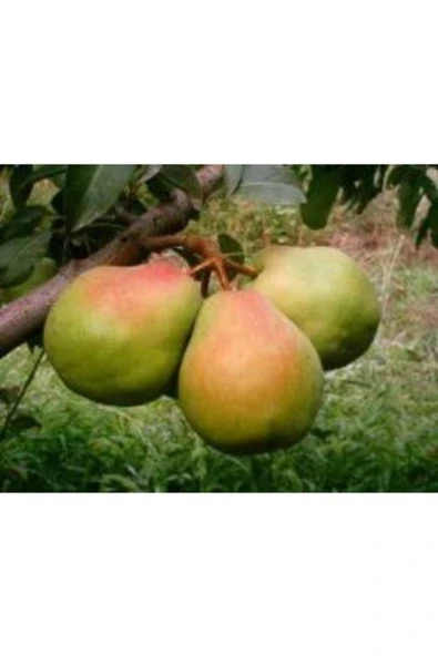 TAŞKAR PEYZAJ Deveci Armut Fidanı ( Aşılı - 2 Yaş ) - Tüplü - 100-120 Cm ürün görseli