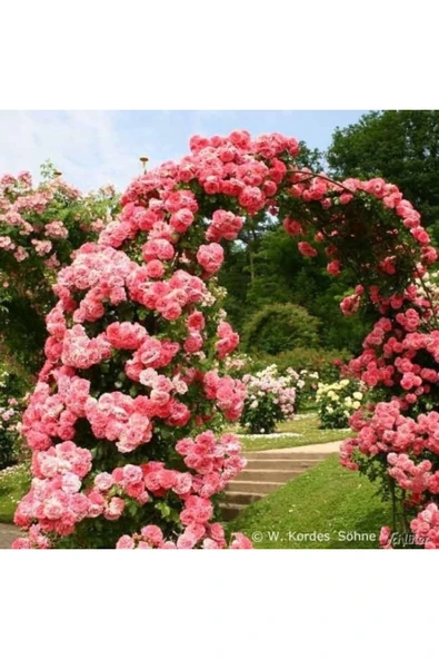 TAŞKAR PEYZAJ Pembe Yediveren Sarmaşık Isparta Gül Fidanı 15-25 Cm ürün görseli