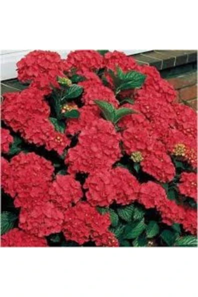 TAŞKAR PEYZAJ Kırmızı Ortanca Çiçeği Fidanı ( Tüplü ) ürün görseli