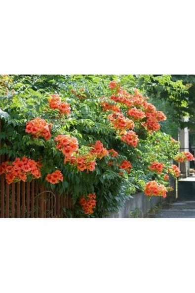 TAŞKAR PEYZAJ Acem Borusu Sarmaşık ( Turuncu Borazan Çiçeği ) Fidanı ( Tüp ürün görseli