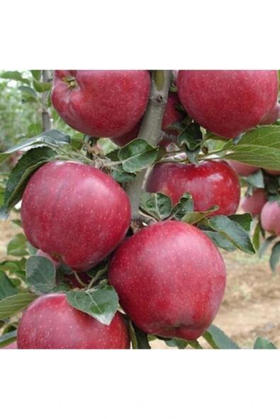 TAŞKAR PEYZAJ Bodur Starking Elma Fidanı Aşılı ( 2 Yaş \ Tüplü 50 Cm ürün görseli