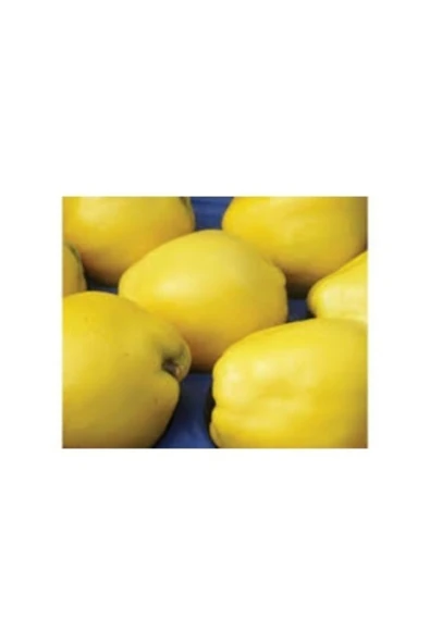 TAŞKAR PEYZAJ Limon Ayva Fidanı ( Aşılı - 2 Yaş ) - Tüplü - 100-120 Cm ürün görseli