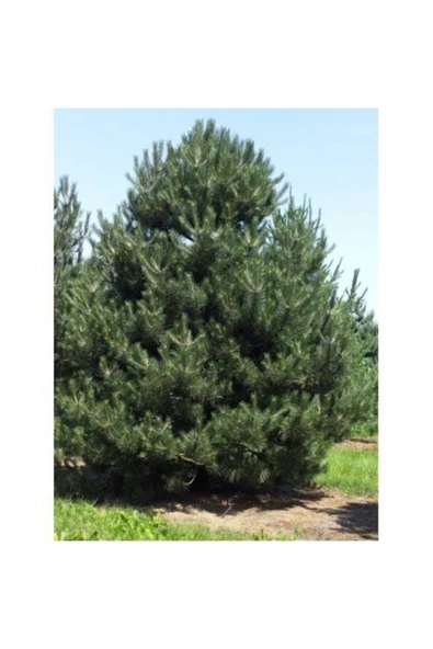 TAŞKAR PEYZAJ Karaçam ( Tüplü ) 80-120 Cm ürün görseli