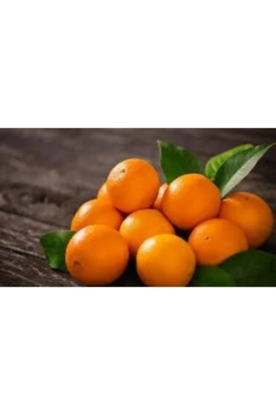 TAŞKAR PEYZAJ Portakal Fidanı ( Aşılı ) - Tüplü - 100 130cmportakal Fidanı ( A ürün görseli