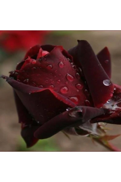 TAŞKAR PEYZAJ Koyu ( Kadife ) Kırmızı Gül Fidanı Yediveren ( 2 Yaş - Tüplü ürün görseli