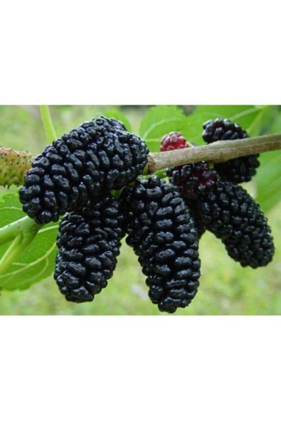 TAŞKAR PEYZAJ Avustralya Siyah Dut Fidanı (AŞILI - 2 YAŞ) Tüplü 80-120 Cm ürün görseli