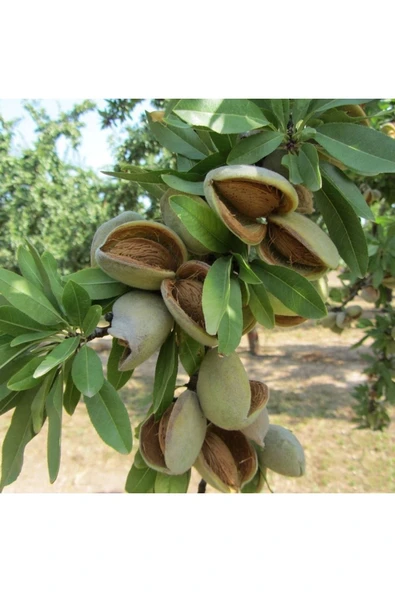 TAŞKAR PEYZAJ Ferraduel Badem Fidanı Aşılı ( Açık Köklü \ 80-100 Cm ) ürün görseli
