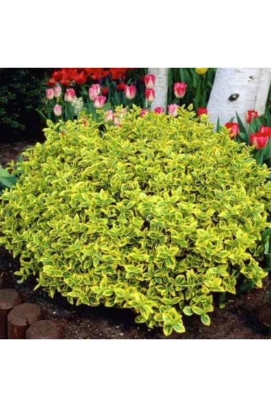 TAŞKAR PEYZAJ Gold Taflan Fidanı ( Saksılı - 20-30 Cm ) ürün görseli