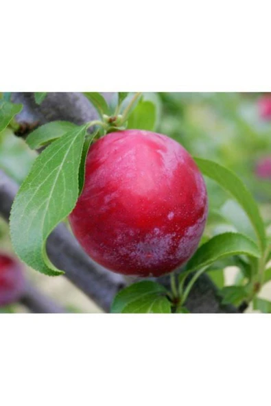 TAŞKAR PEYZAJ Santa Rosa Erik Fidanı Aşılı ( 2 Yaş \ Tüplü \ 80-100 Cm ) ürün görseli
