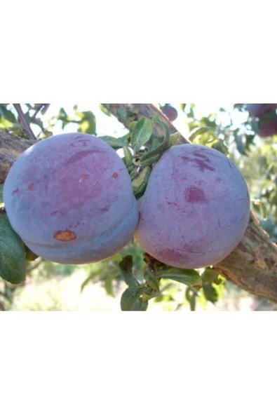 TAŞKAR PEYZAJ Anjelika Erik Fidanı ( Aşılı - 2 Yaş ) - Tüplü - 100-120 Cm ürün görseli