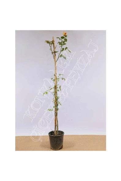 TAŞKAR PEYZAJ Sarı Kokulu Sarmaşık Gül Fidanı ( Yediveren - Tüplü ) 100 Cm ürün görseli