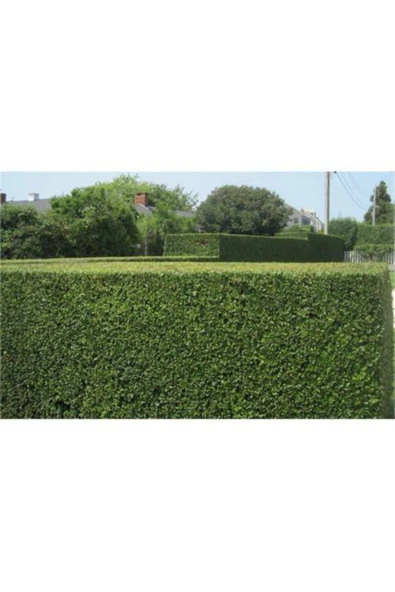 TAŞKAR PEYZAJ Ligüstrüm Çit Bitkisi (KURT BAĞRI FİDANI) (tüplü ) - Fidan Boyu 30 - 50 Cm ürün görseli