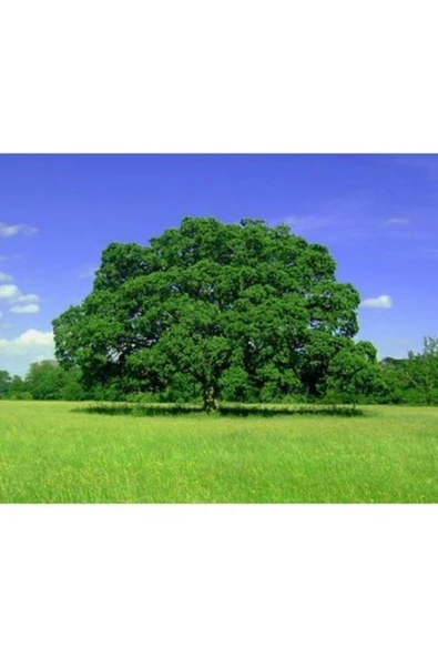 TAŞKAR PEYZAJ Çınar Fidanı ( 2 Yaş - 120 160 Cm ) ürün görseli