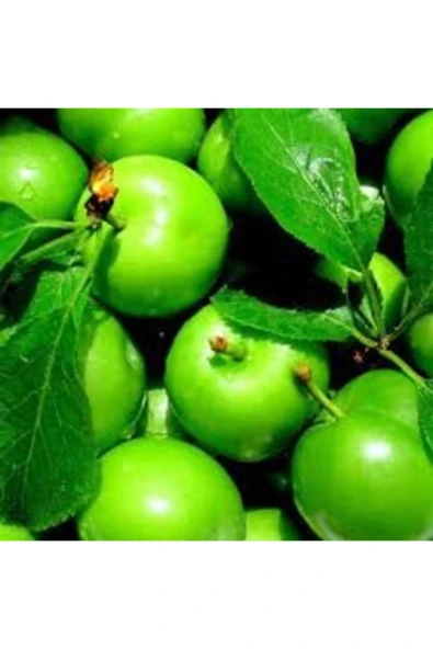 TAŞKAR PEYZAJ Can Erik Fidanı ( Aşılı - 2 Yaş ) - Tüplü-130 160 Cm ürün görseli