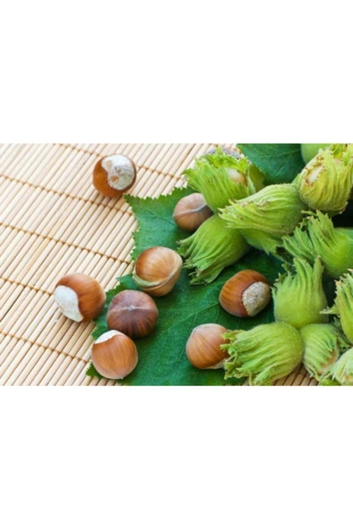 TAŞKAR PEYZAJ Foşa Fındık Fidanı ( Tüplü \ 30-50 Cm ) ürün görseli