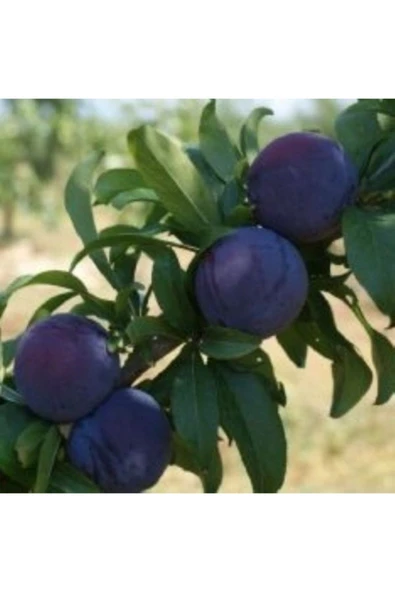 TAŞKAR PEYZAJ Black One Erik Fidanı Aşılı ( 2 Yaş \ Tüplü \ 80-100 Cm ) ürün görseli