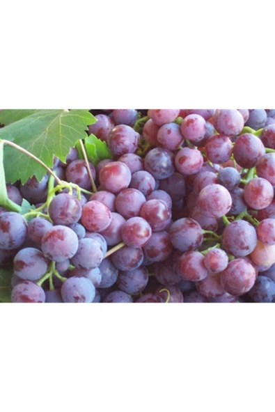 TAŞKAR PEYZAJ Kardinal Üzüm - Asma Fidanı ( 30-50 Cm ) ürün görseli 1