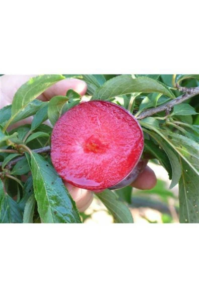 TAŞKAR PEYZAJ Black Splendor Kırmızı Erik Fidanı Aşılı ( 2 Yaş \ Tüplü \ 80-100 Cm ) ürün görseli