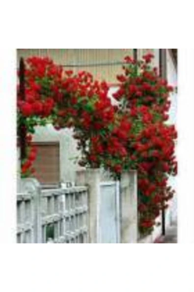 TAŞKAR PEYZAJ Kırmızı Kokulu Sarmaşık Gül Fidanı (YEDİVEREN - TÜPLÜ) 100-120 Cm ürün görseli