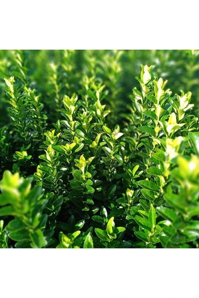 TAŞKAR PEYZAJ Yeşil Taflan Fidanı - Çit Bitkisi ( Tüplü \ 20-30 Cm ) ürün görseli