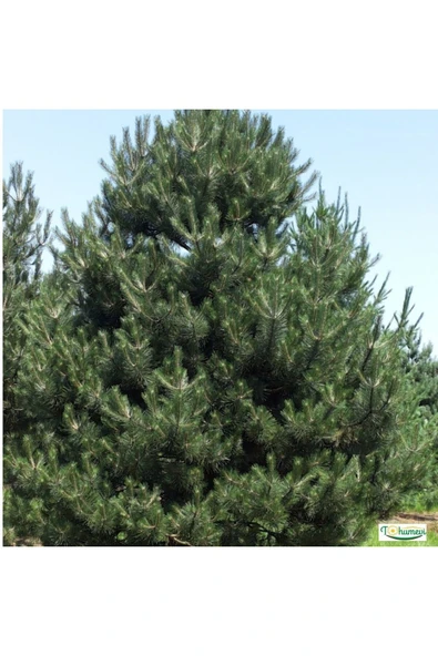 TAŞKAR PEYZAJ Karaçam ( Tüplü ) 70-100 Cm - 1