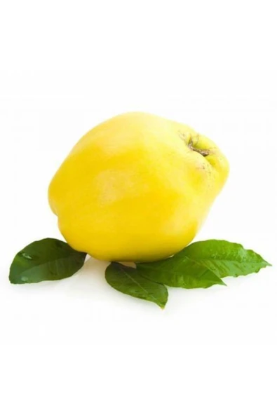 TAŞKAR PEYZAJ Limon Ekşi Ayva Fidanı Aşılı ( 2 Yaş \ Tüplü \ 80-100 Cm ) ürün görseli