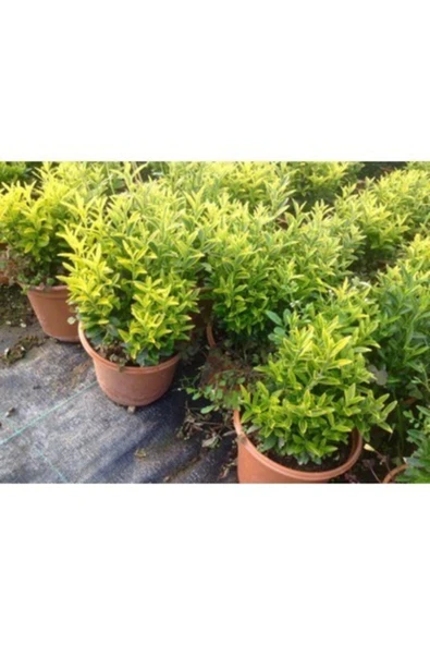 TAŞKAR PEYZAJ Çıtır Taflan Fidanı ( Tüplü ) ürün görseli