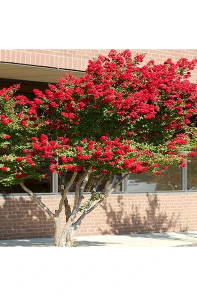 TAŞKAR PEYZAJ KIRMIZI OYA AĞACI (60-110 CM)TÜPLÜ ürün görseli