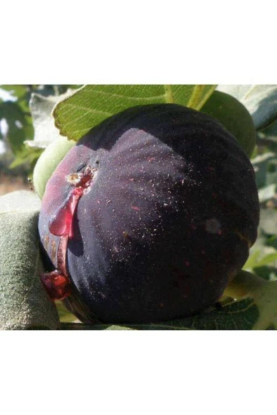 TAŞKAR PEYZAJ Bursa Siyah Incir ( Yediveren ) Fidanı ( 60-100 Cm )açık Kök ürün görseli