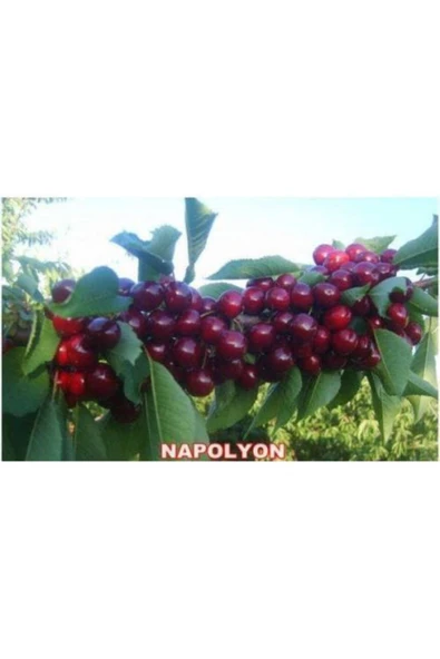 TAŞKAR PEYZAJ Napolyon (BODUR) Kiraz Fidanı (AŞILI - 2 YAŞ)tüplü 30-60 Cm ürün görseli
