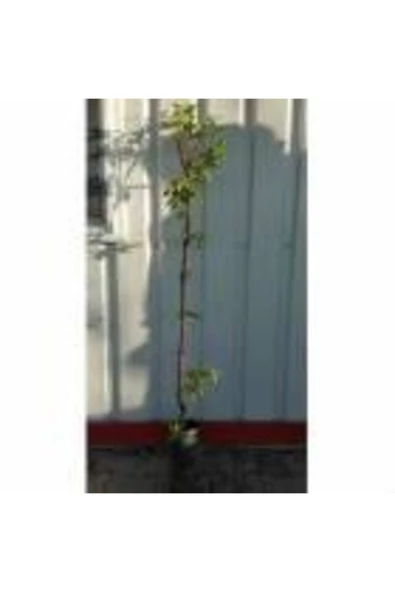 TAŞKAR PEYZAJ Anjelika Erik Fidanı ( Aşılı - 2 Yaş ) - Tüplü - 100-120 Cm - Resim 2