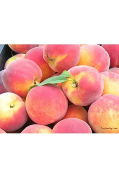 TAŞKAR PEYZAJ Bursa Yarma Şeftali Fidanı ( Aşılı - 2 Yaş ) - Tüplü - 120-150 Cm ürün görseli