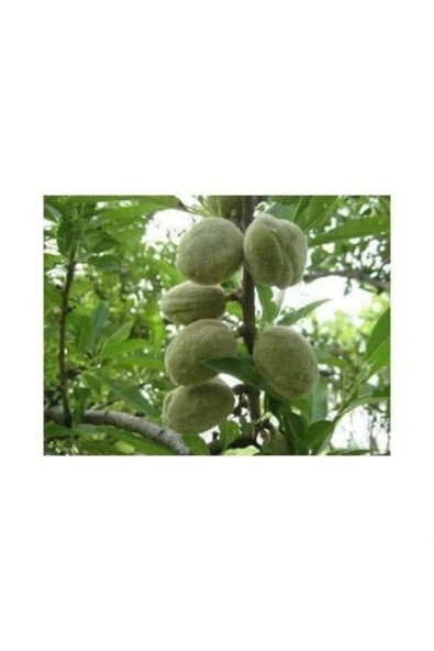 TAŞKAR PEYZAJ Teksas Badem Fidanı ( Aşılı - 2 Yaş ) - Tüplü - 100-120 Cm ürün görseli