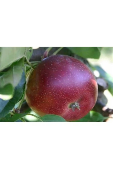 TAŞKAR PEYZAJ Arapkızı Elma Fidanı ( Aşılı - 2 Yaş ) - Tüplü - 100-120 Cm ürün görseli