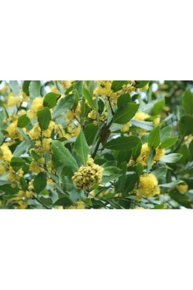 TAŞKAR PEYZAJ Defne Fidanı ( Tüplü 25-30 Cm ) ürün görseli