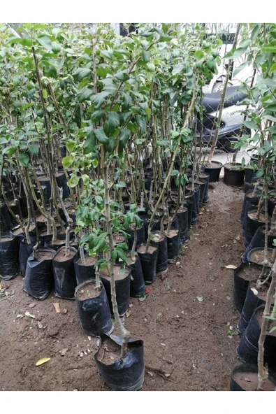 TAŞKAR PEYZAJ Döngel Muşmula  Fidanı Aşılı - 2 Yaş  - Tüplü - 100-120 Cm ürün görseli