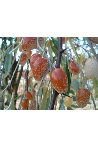 TAŞKAR PEYZAJ Iğde Fidanı  Aşılı - 2 Yaş Tüplü - 100-120 cm ürün görseli