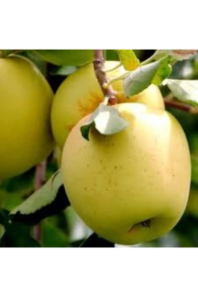 TAŞKAR PEYZAJ Bodur Golden Elma Fidanı ( Aşılı - 2 Yaş ) - Tüplü - 100-120 Cm ürün görseli