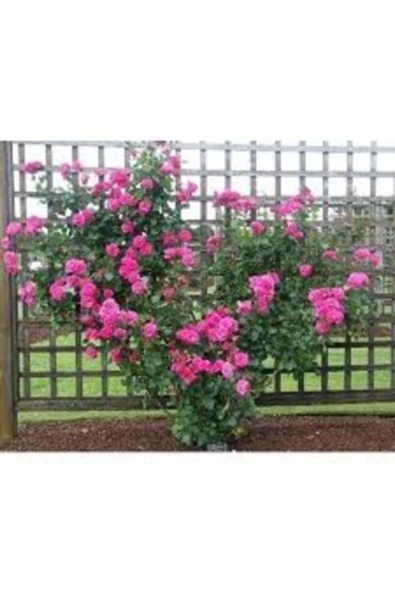 TAŞKAR PEYZAJ Pembe Kokulu Sarmaşık Gül Fidanı ( Yediveren - Tüplü)120-150 ürün görseli