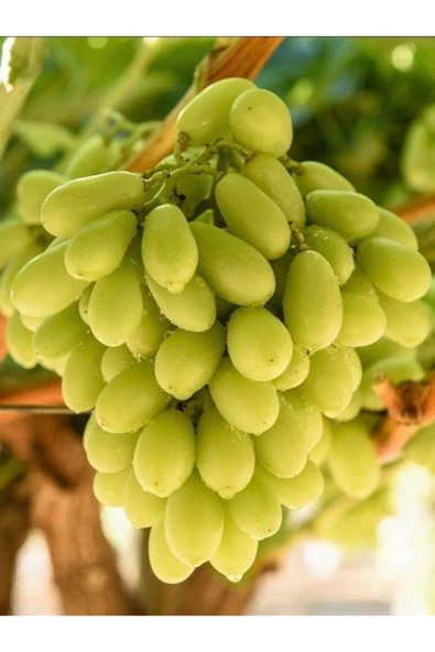 TAŞKAR PEYZAJ Hatun Parmağı Üzüm - Asma Fidanı ( 30-50 Cm ) ürün görseli