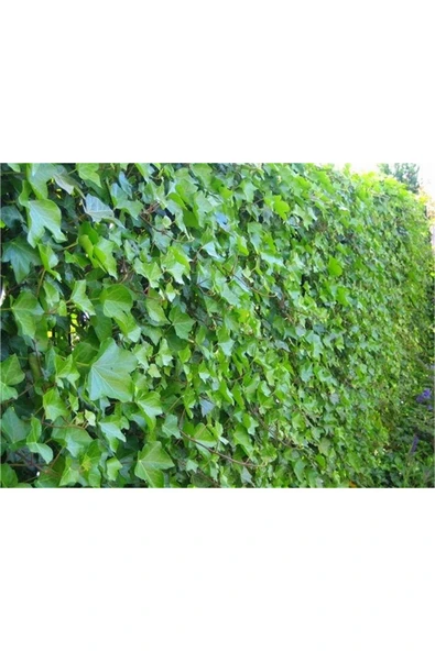 TAŞKAR PEYZAJ Duvar Sarmaşığı Fidanı ( Tüplü \ 40-60 Cm ) - 1